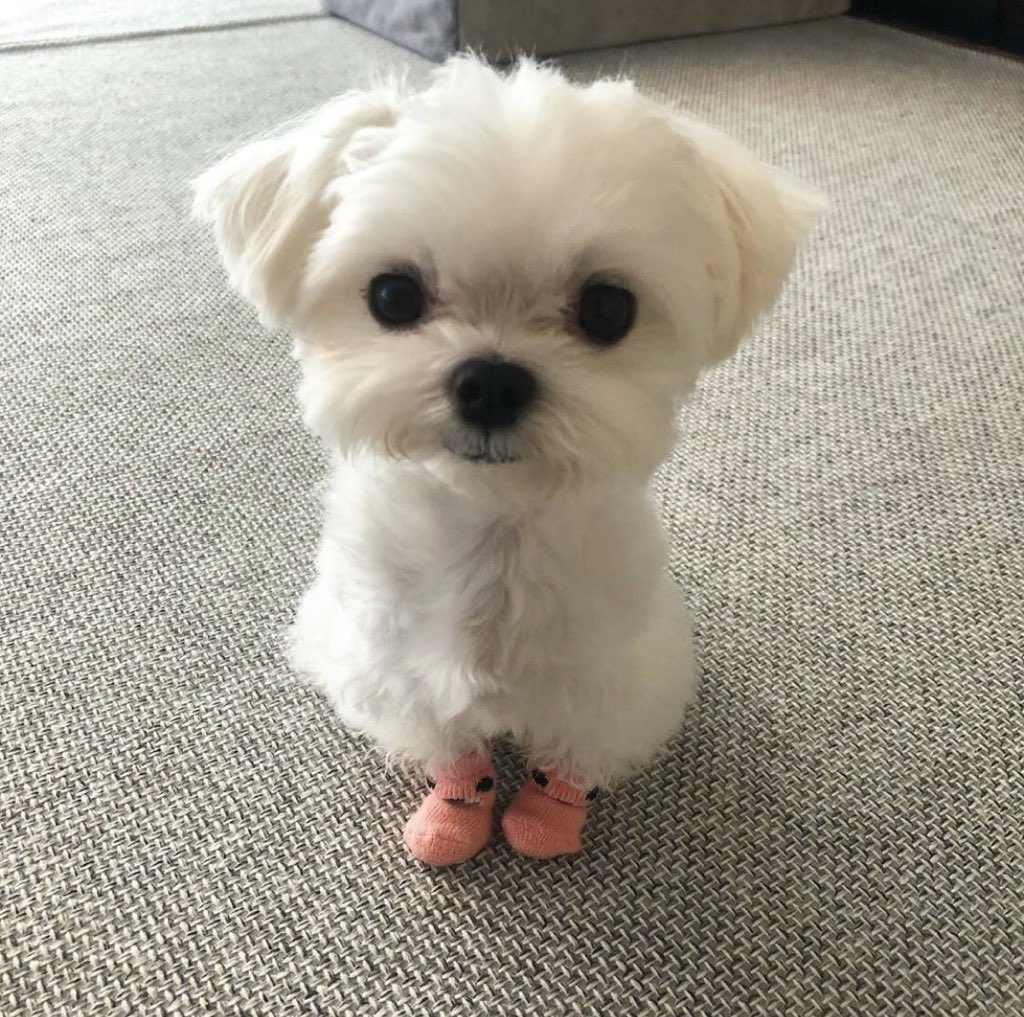 ꒰ หวายมีแมวชื่อแบบี๋ ·˚ ༘ tweet media