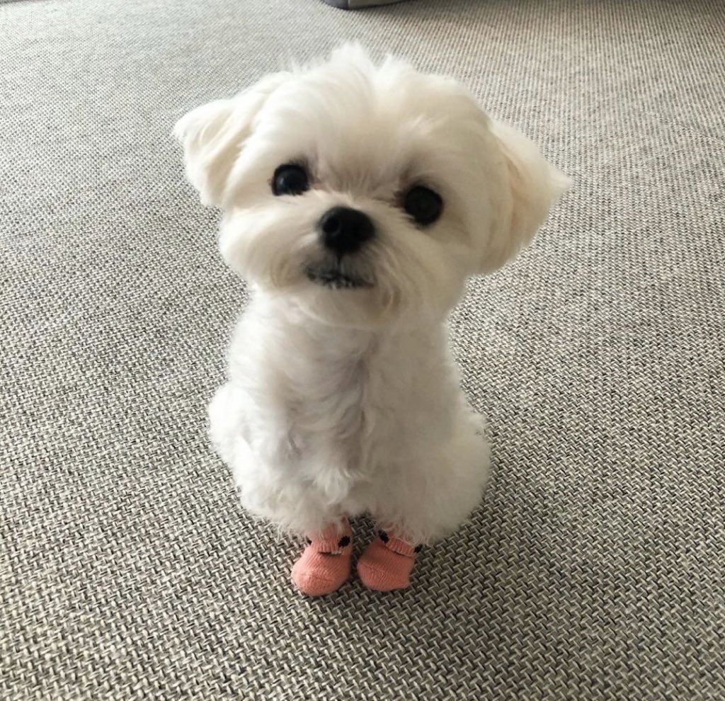 ꒰ หวายมีแมวชื่อแบบี๋ ·˚ ༘ tweet media