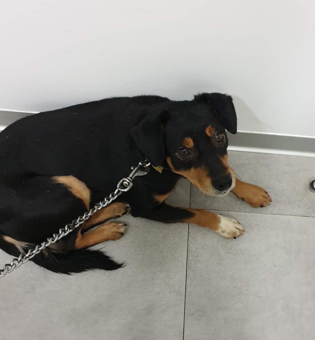 Nuño

Sexo: macho 
Fecha de nacimiento: 15 de octubre de 2016
Raza: mestizo

Nuño es uno de los perritos rescatados del síndrome de Noe. Debido a estas condicionantes tiene que aprender a socializar y comprender que hay humanos que queremos que nos quiera.