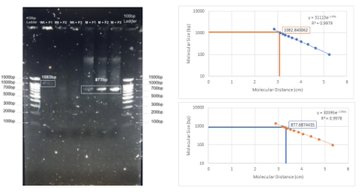 JournalGenetics's tweet photo. Testing Primer Sequence Variations Using AS-PCR to Diagnose the V232D-CFTR Mutation
Read More: https://t.co/izuAEUK01G
@dougluckie 
#primer #mutation https://t.co/R2HaiEEY4Y