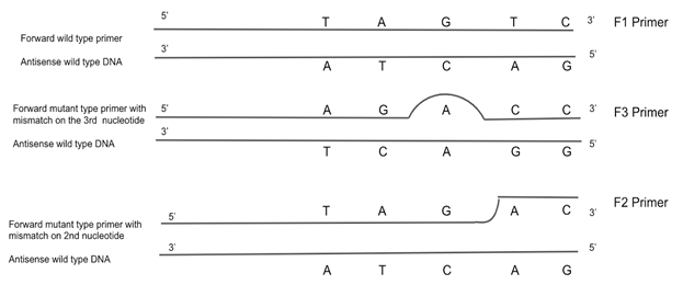 JournalGenetics's tweet photo. Testing Primer Sequence Variations Using AS-PCR to Diagnose the V232D-CFTR Mutation
Read More: https://t.co/izuAEUK01G
@dougluckie 
#primer #mutation https://t.co/R2HaiEEY4Y