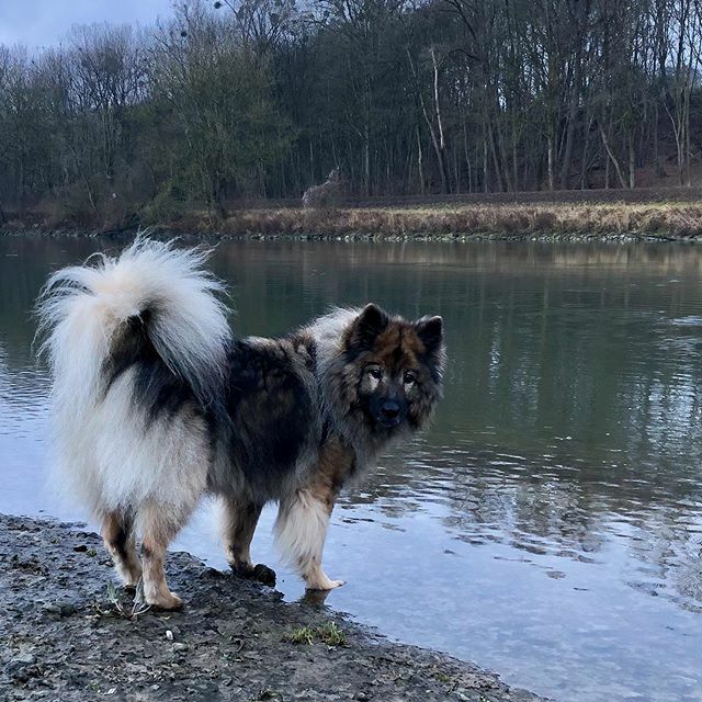 JoGraf's tweet photo. Oma Hummel 🐝 #eurasierfanshop #eurasiersofinstagram #eurasierdog #eurasierofinstagram #eurasierlove #makemoments #hundeliebe #mydogiscutest #weeklyfluff #inspiredbypets #openmyworld #wildlifeplanet #doglover #dogs_of_instagram #instagramdogs #dogoft… https://t.co/WPe92PquE4 https://t.co/ehD62lH86U