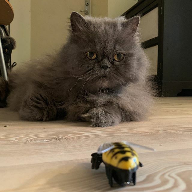 garf_ee's tweet photo. #bugwatcher #catsofinstagram https://t.co/TeyTJWmpXq https://t.co/QpKaHadGOO