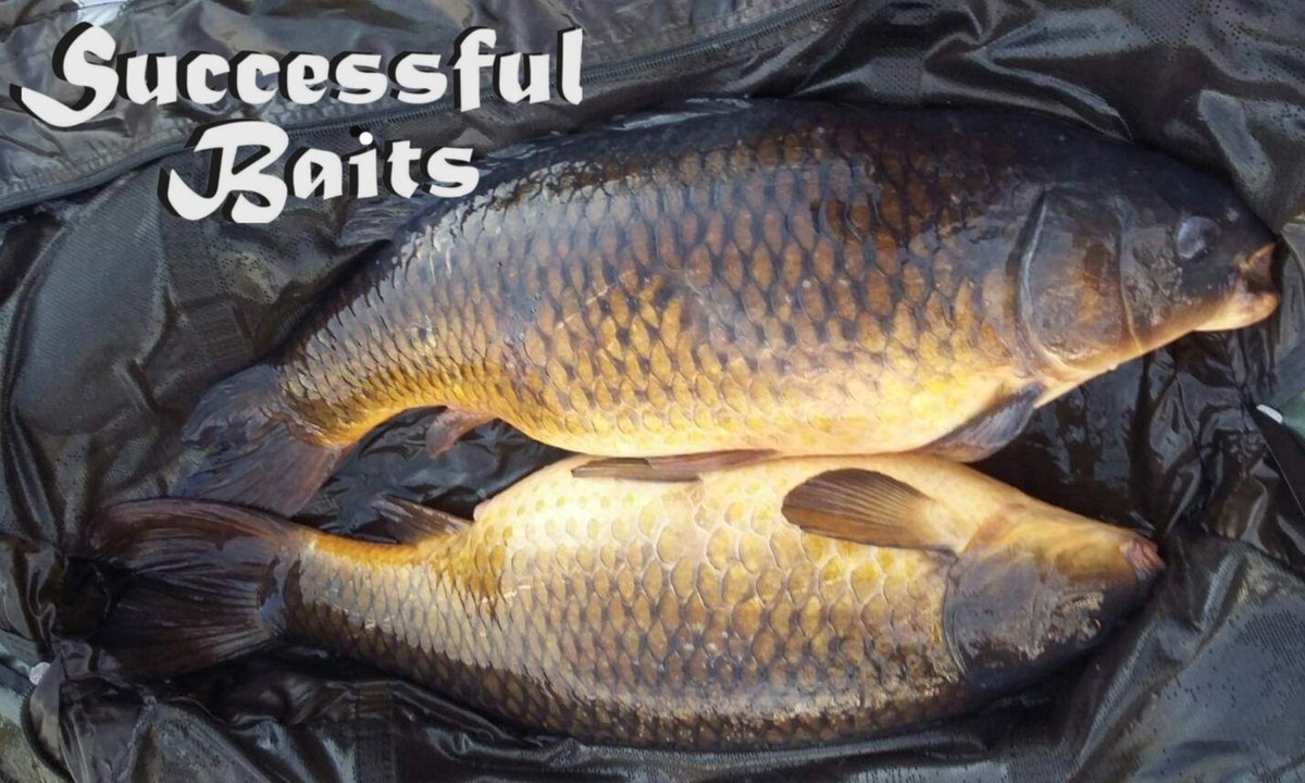 SuccessfulBait's tweet photo. When a team member is out on a birthday session &amp; sends you this...what a result!! 2 stunning dark #commoncarp on the bank for Kieran Wood, what a way to start 2020. #successfulbaitsuk #vnxplus starting the year with a bang! #keepitsuccessful #carpfishing #bestbaits #Carper #carp https://t.co/3txRWKqdqs