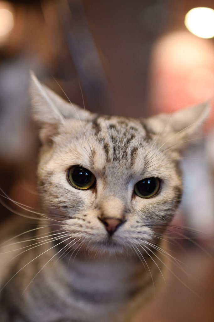 猫の待ち受け hashtag on Twitter