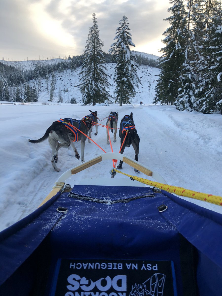 jacqd1973's tweet photo. Brilliant winter holiday in the Tatras mountain region of #Zakopane #dogsledding #snowmobiles #geothermalpool #winterholiday #firsttimeskiers #winterwonderland https://t.co/lGMQkoe2JY