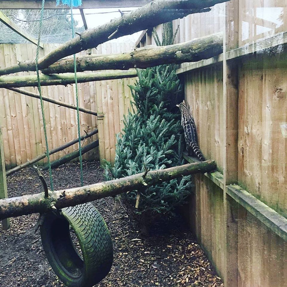 HooFarmTelford's tweet photo. 🎄 Did you know that trees provide great enrichment for animals? Instead of throwing your tree out this year please come and drop it down to us and we will put it to good use! We'll be back open this Saturday at 10am.
More info at https://t.co/y5xdctOJxC https://t.co/cWBE9LGW9P
