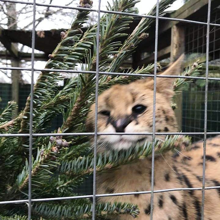HooFarmTelford's tweet photo. 🎄 Did you know that trees provide great enrichment for animals? Instead of throwing your tree out this year please come and drop it down to us and we will put it to good use! We'll be back open this Saturday at 10am.
More info at https://t.co/y5xdctOJxC https://t.co/cWBE9LGW9P