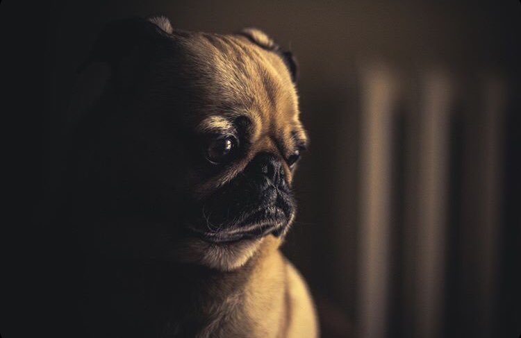 ChiensNos's tweet photo. Comment le trouvez-vous ?               #chienmignon #jaimemonchien #chiendamour #chiots #chienheureux #amourdechien #chienne #instachien #adorables #chiens #chien #chiendefrance #chienparisien #chien #adorable https://t.co/ZO4CDWBe80
