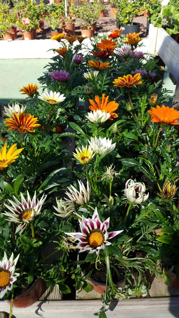DraguitoC's tweet photo. Los Reyes Magos, lo tendrán muy fácil cuando pasen por @eldraguitogardencenter y elijan entre las novedades que tenemos para ti
#reyesmagos #ideaspararegalar #floresyplantas #centrodejardineria #magickings https://t.co/8hCBsY2ido