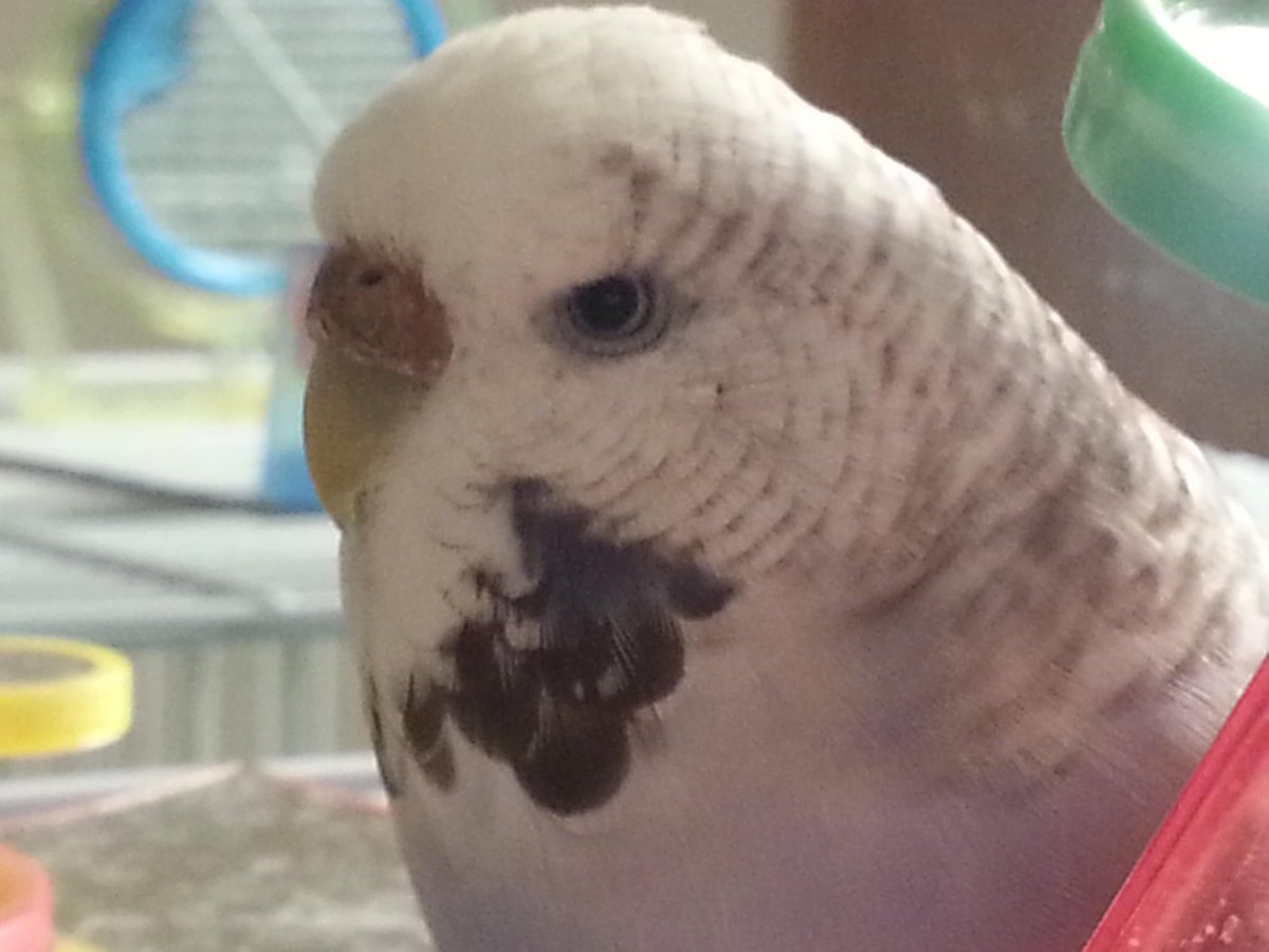 BennyConure's tweet photo. With heavy heart, Sweat Pea has flown OTRB. We are devastated, especially Beaker https://t.co/fi2SLHm5XD
