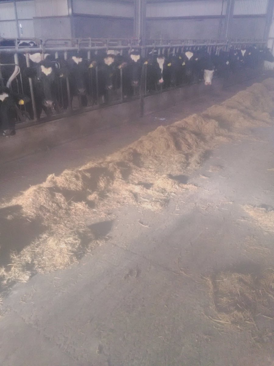 mountrivers12's tweet photo. #teamdairy locking barriers have been a great labor saving and stress free investment. crush never used now for cows. #onemanjob https://t.co/zlyG94EPij