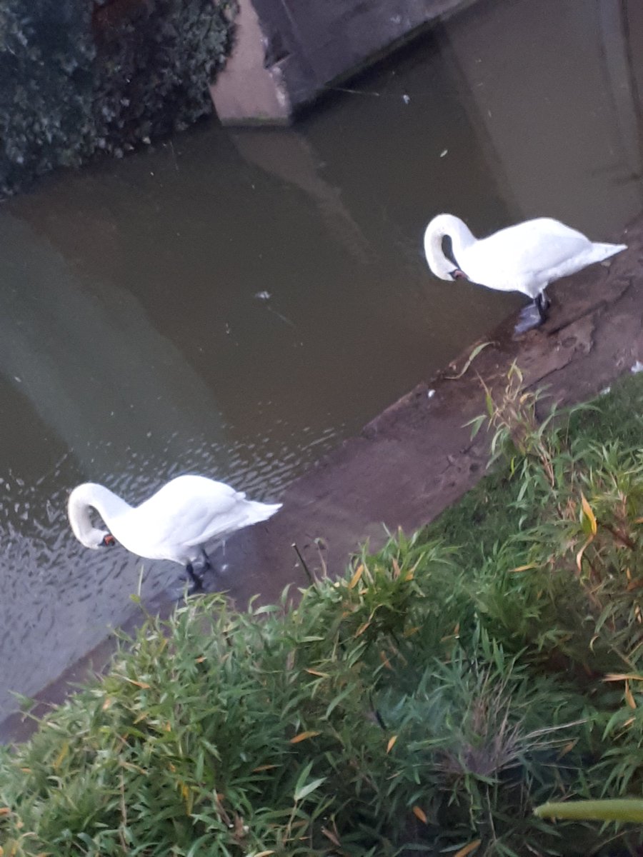 groweatgift's tweet photo. There are lots of birds around too. Why not feed them? #WinterJoys #12DaysWild https://t.co/ZKtp5wawRB https://t.co/yNLO7zzola
