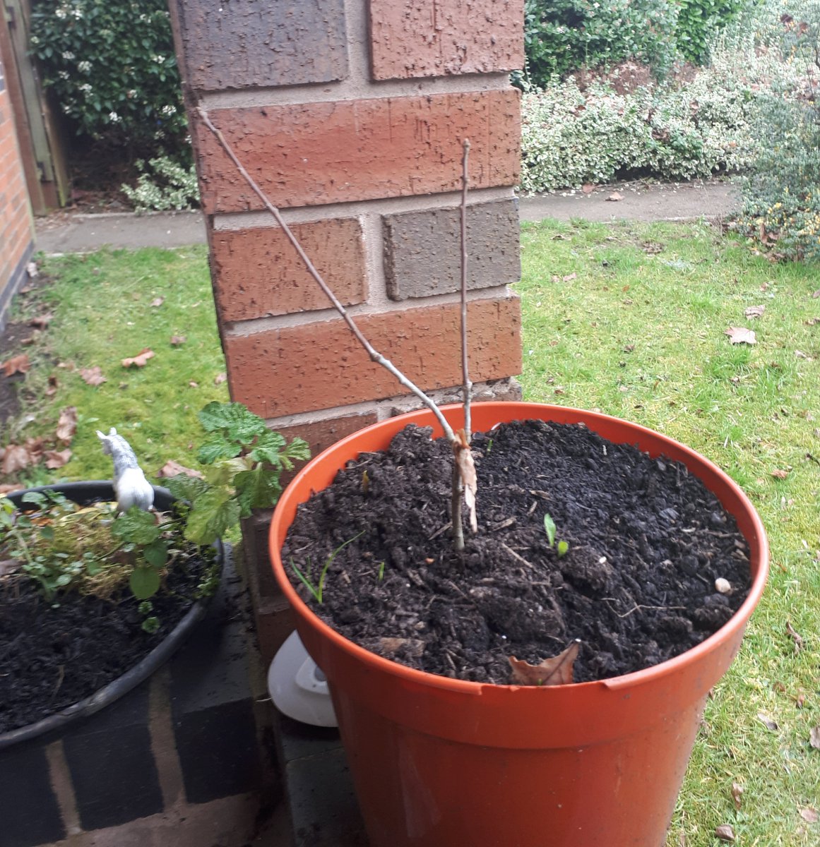 groweatgift's tweet photo. Baby oak is starting to bud. I love its resilient stance. #WinterJoys #12DaysWild https://t.co/CaKtgsF94k