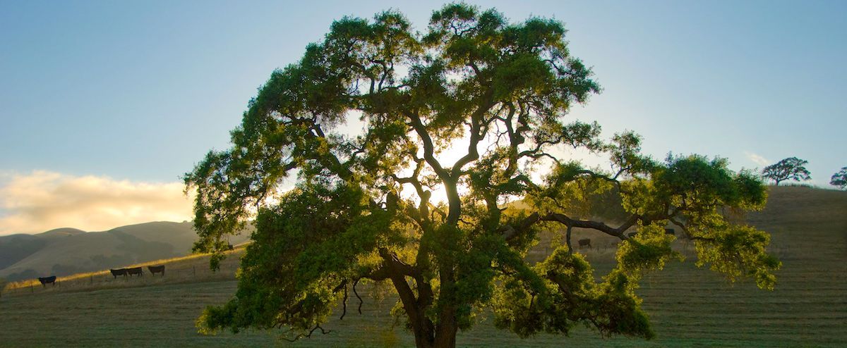 Our Children's Trust tweet media