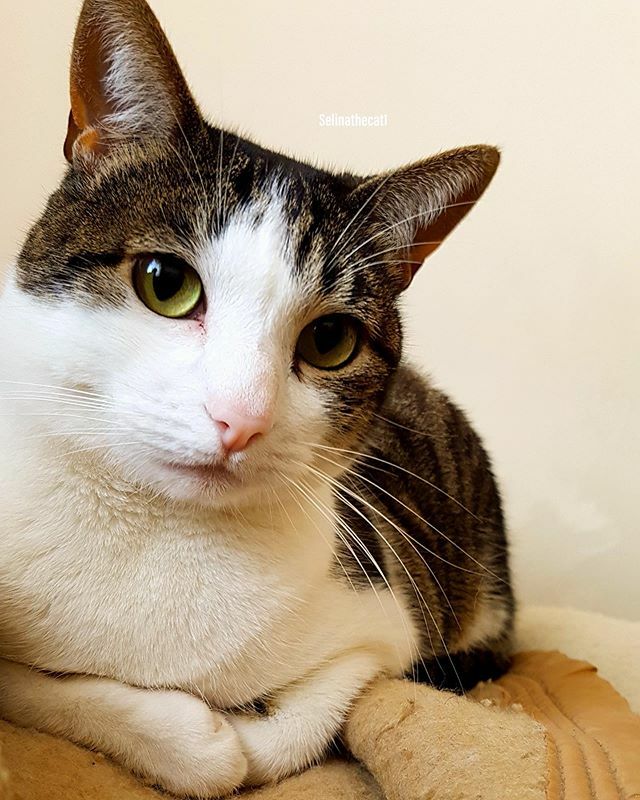 selinathecat1's tweet photo. Happy new year! I wish you a #pawesome 2020 😽😽 https://t.co/WFeRm03wJJ