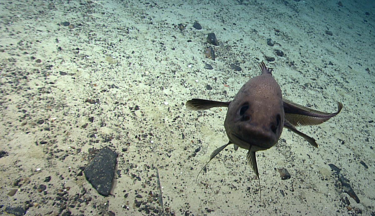 A fish gets up close and personal with the Deep Discoverer remotely operated vehicle during the Northeast U.S. Canyons Expedition 2013.