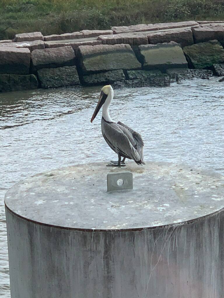 GalvestonFerry's tweet photo. Mr. Pelican is just hanging out. https://t.co/pA7O8ZciRO