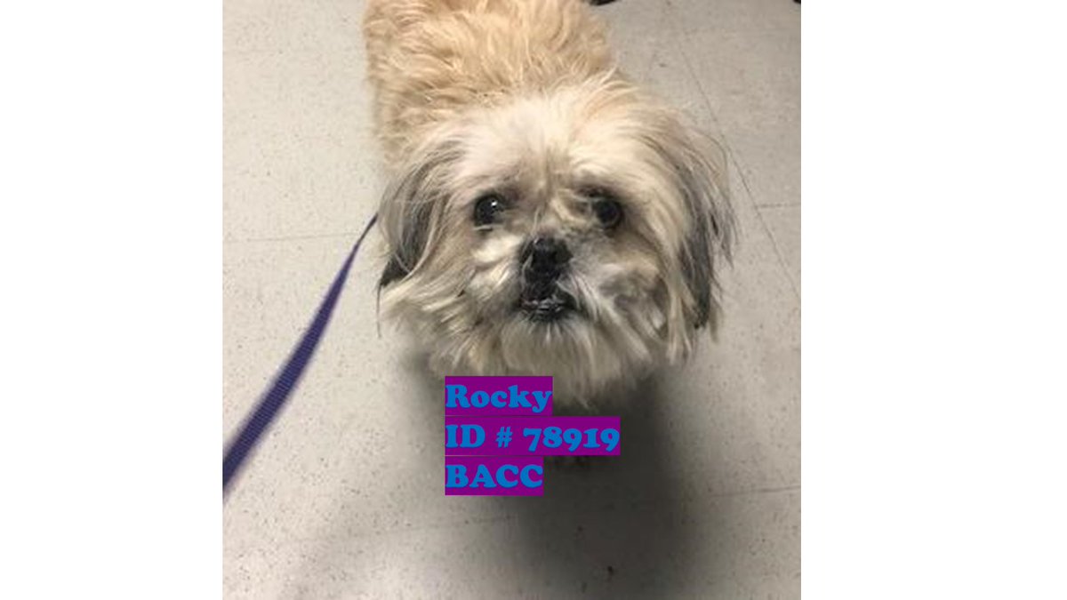 nyc311's tweet image. They say you can't buy love. But you sure can rescue it! #AdoptDontShop! This new year head to Animal Care Centers of NY &amp;amp; give a furry-four legged friend a fur-ever 🏠. There are 100's of NYC #BoroughBreds like these to pick from, find one here: nycacc.org
