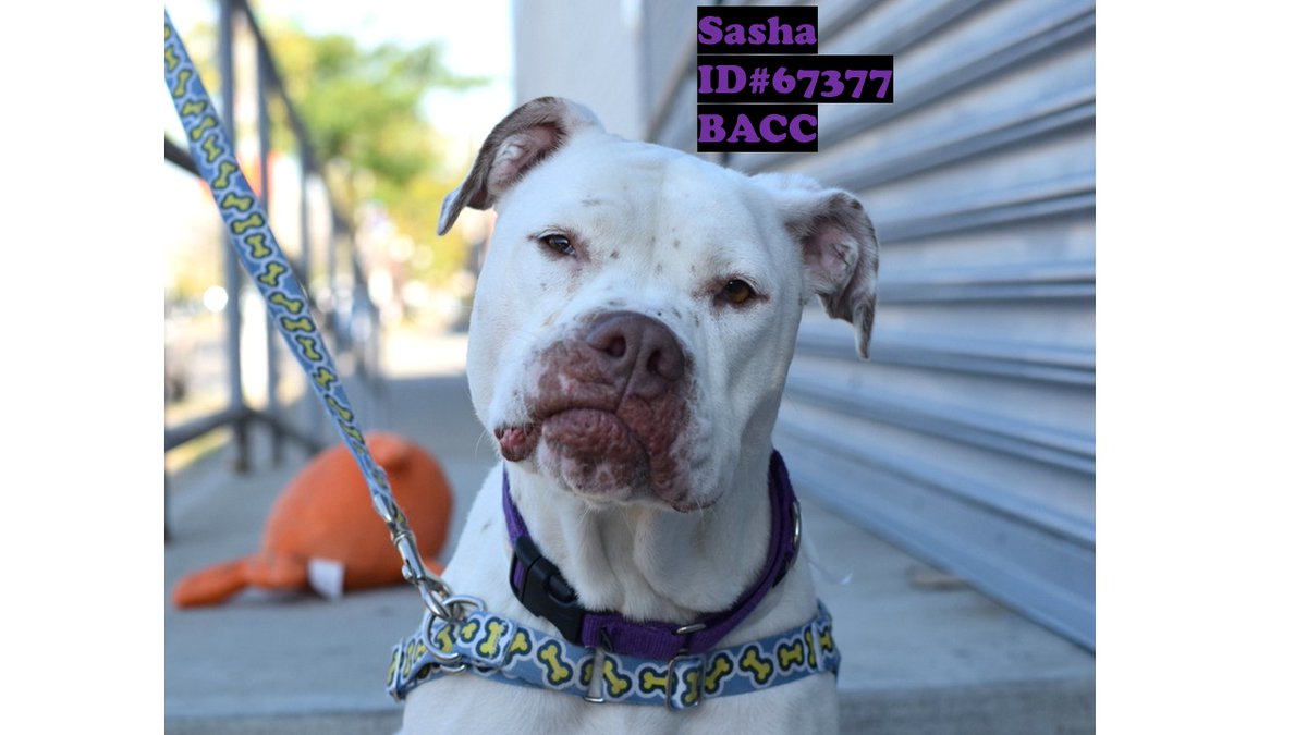 nyc311's tweet image. They say you can't buy love. But you sure can rescue it! #AdoptDontShop! This new year head to Animal Care Centers of NY &amp;amp; give a furry-four legged friend a fur-ever 🏠. There are 100's of NYC #BoroughBreds like these to pick from, find one here: nycacc.org