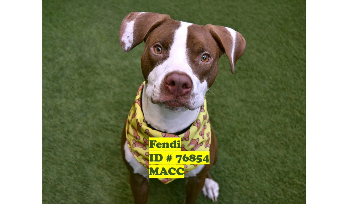 nyc311's tweet image. They say you can't buy love. But you sure can rescue it! #AdoptDontShop! This new year head to Animal Care Centers of NY &amp;amp; give a furry-four legged friend a fur-ever 🏠. There are 100's of NYC #BoroughBreds like these to pick from, find one here: nycacc.org