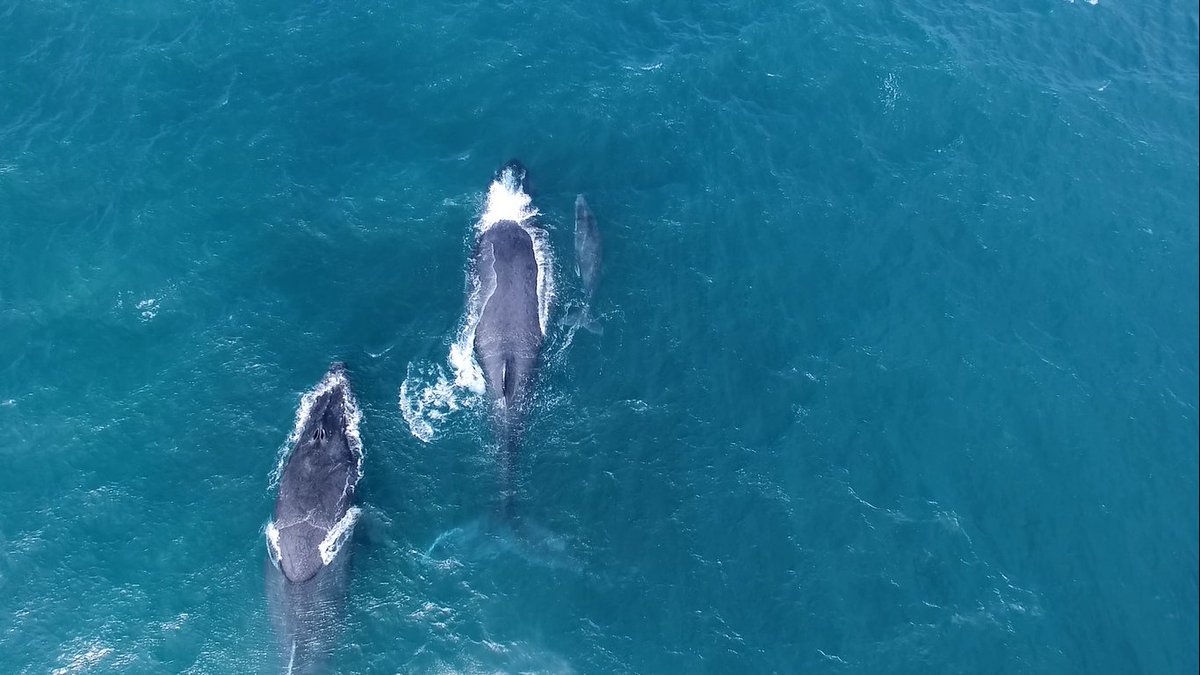 LatinAmericanScience tweet media