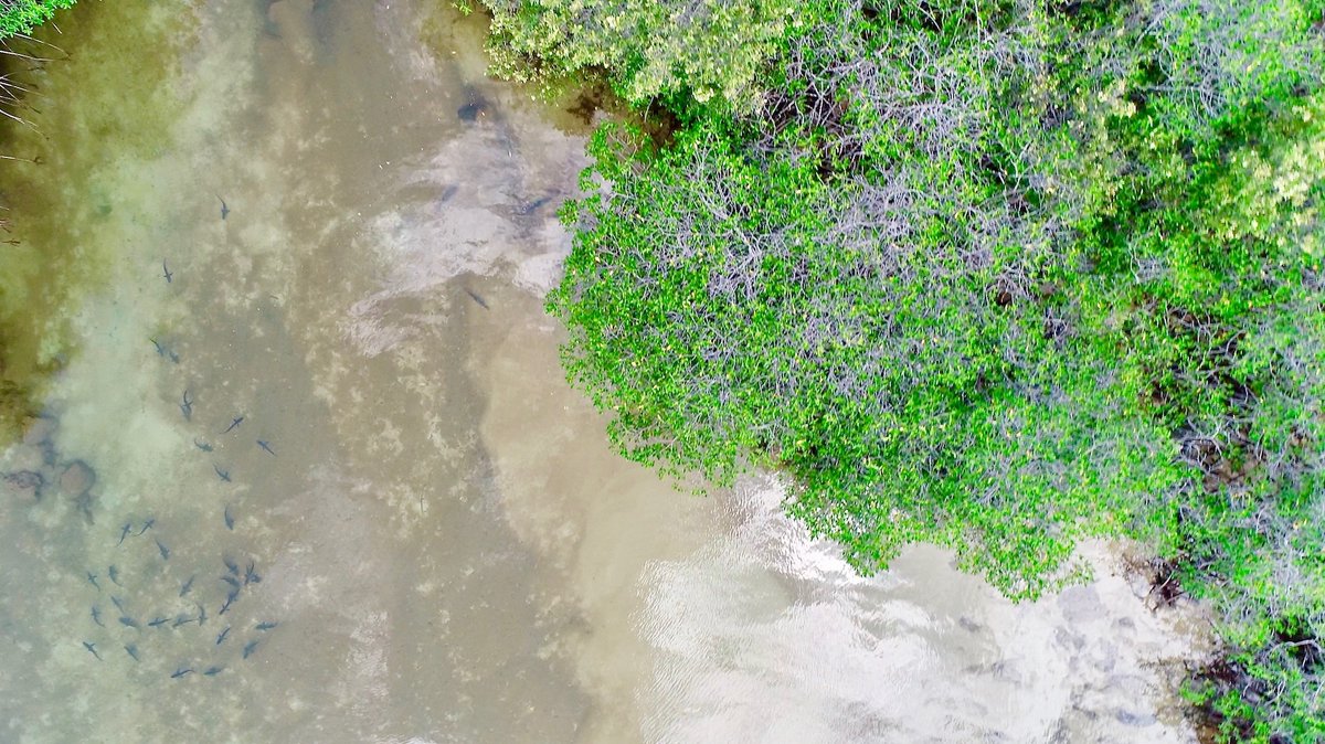 LatinAmericanScience tweet media