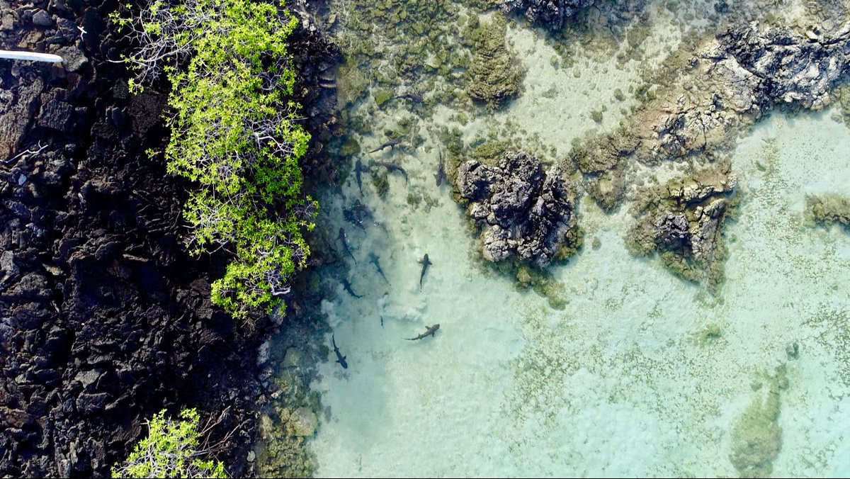 LatinAmericanScience tweet media