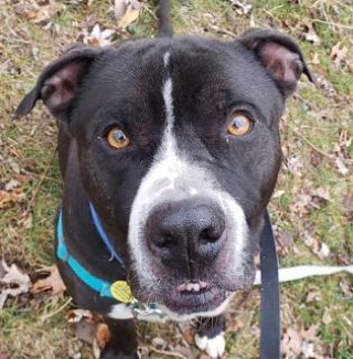 KarenSConniff's tweet image. #Armad #CLE #OH #ADOPT #FOSTER Armad is a confident boy who enjoys pets and treats. He walks nicely harnessed and a loose leash at times. He's a leader who likes to explore his surroundings. He's treat motivated and would be easy to teach. Email citydogs@city.cleveland.oh.us
