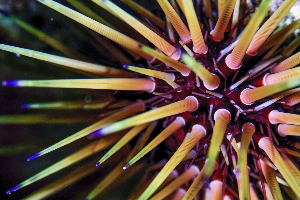 DiveASL's tweet photo. Have you ever looked at an urchin up close? Don't touch it, but it's beautiful! So many things in the ocean have unique colors and patterns you only see if you look close. Break out those macro lenses and shoot some abstract underwater images! #underwaterabstract https://t.co/kErcKRdkEX