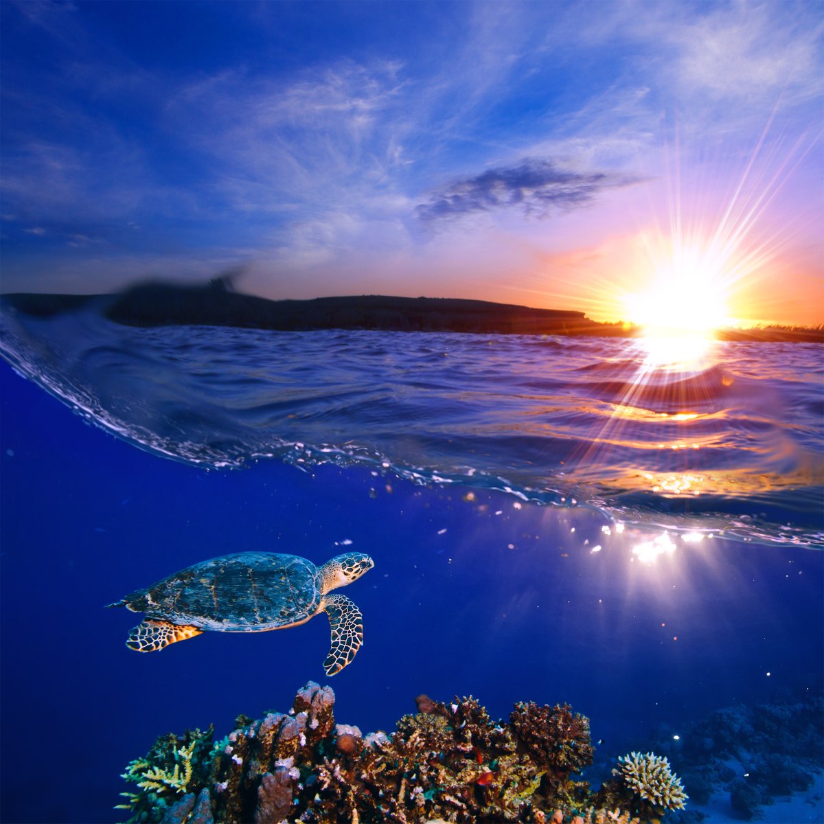 oceana's tweet photo. Soaking in the beauty of our oceans. ☀️ https://t.co/xsMzyGDSww