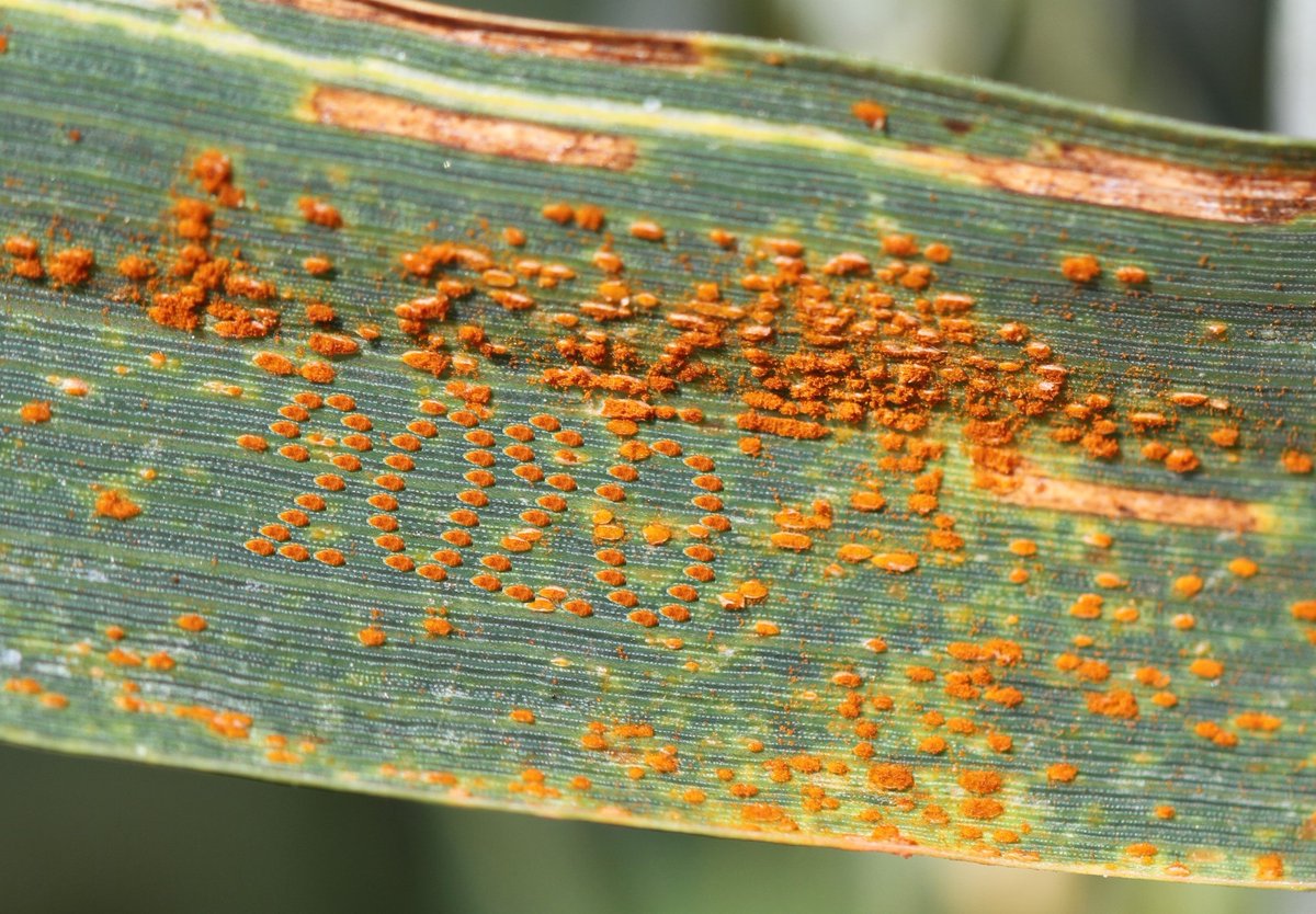 wheatpath's tweet photo. Happy new year to everyone, wheat pathologists or not! May #IYPH2020 bring you happiness and success and keep you in good health! https://t.co/bIMB9vKE8K