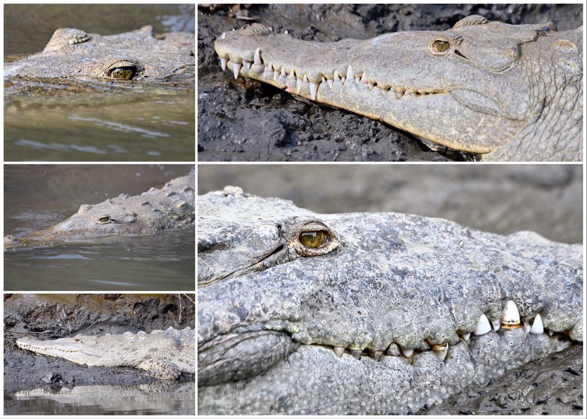 KGtopsnapper's tweet photo. #CostaRica #puravida #monkey #naturalhabitat #TakeOnlyMemoriesLeaveOnlyFootprints #NikonZ7 #paloverde #TempisqueRiver #crocodile https://t.co/fcsT44JD2Z