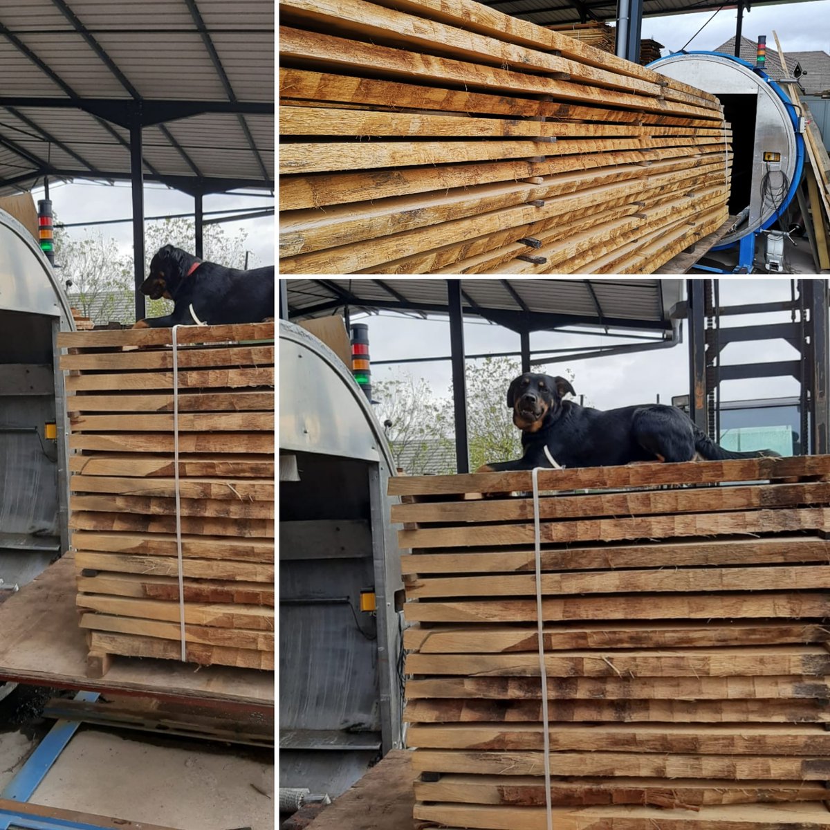 Clovis 🐶💕😎 the quality manager, is carefully checking the result of last vacuum drying cycle. Oak came out perfectly dried! 🌳#chêne #scierie #bois #sechage #vacuumdrying #vacuumkiln #sawmill #wooddrying #oakslab #oak #wtmvaglio