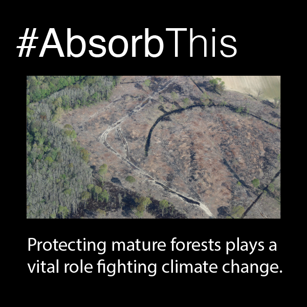 CCMasonryPA's tweet photo. #AbsorbThis 
 
Preserving mature forests can play a vital role in removing CO2 from the atmosphere...https://t.co/iMx0sUQCnl

#ourlungs #healthyforests #protectourforests #climateaction #durabilityissustainability #resilienceissustainability @DogwoodAlliance @YaleE360 https://t.co/3ogvtUTY2X