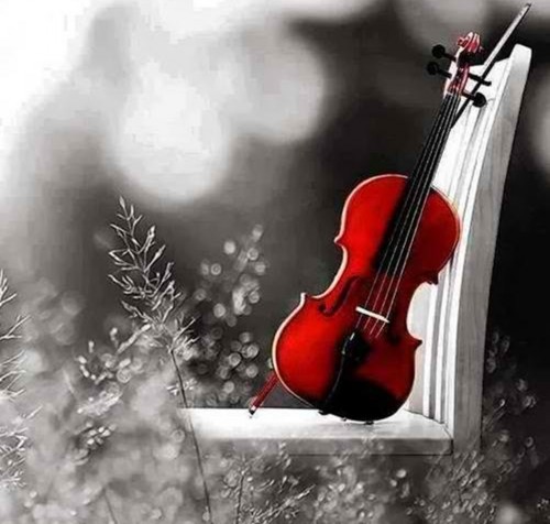 Young Musicians of Alamance (OFFICIAL) tweet media