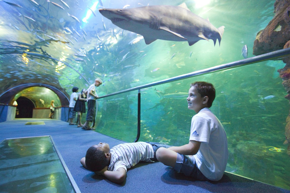 BasqueMagazine's tweet photo. Seguimos con nuestras ideas de regalo. 🎁
🦈 En #TourMagazine nos encantan las experiencias, así que hoy os proponemos regalar un mar de sensaciones en el @aquariumss de #Donostia.
+info 🐠 https://t.co/hKhtQpybXA
#idearegalo #experienciasTourMagazine #Basquexperience https://t.co/TjhlxewpOd