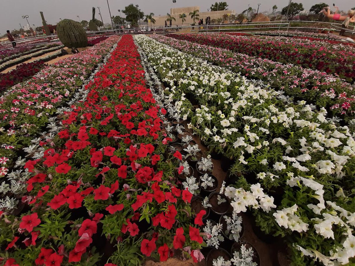 Ahmedabad Flower Show 2020 by AMC during 419 January DeshGujarat