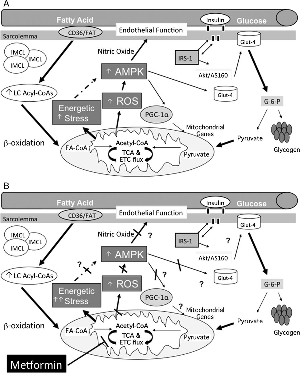 Exercise And Sport Sciences Reviews Impact Of Metformin On Exercise Induced Metabolic Adaptations To Lower Type 2 Diabetes Risk Check Out Today S Tbt Article From Steven Malin And Braunbarry T Co Rc58jp7yz4 T Co