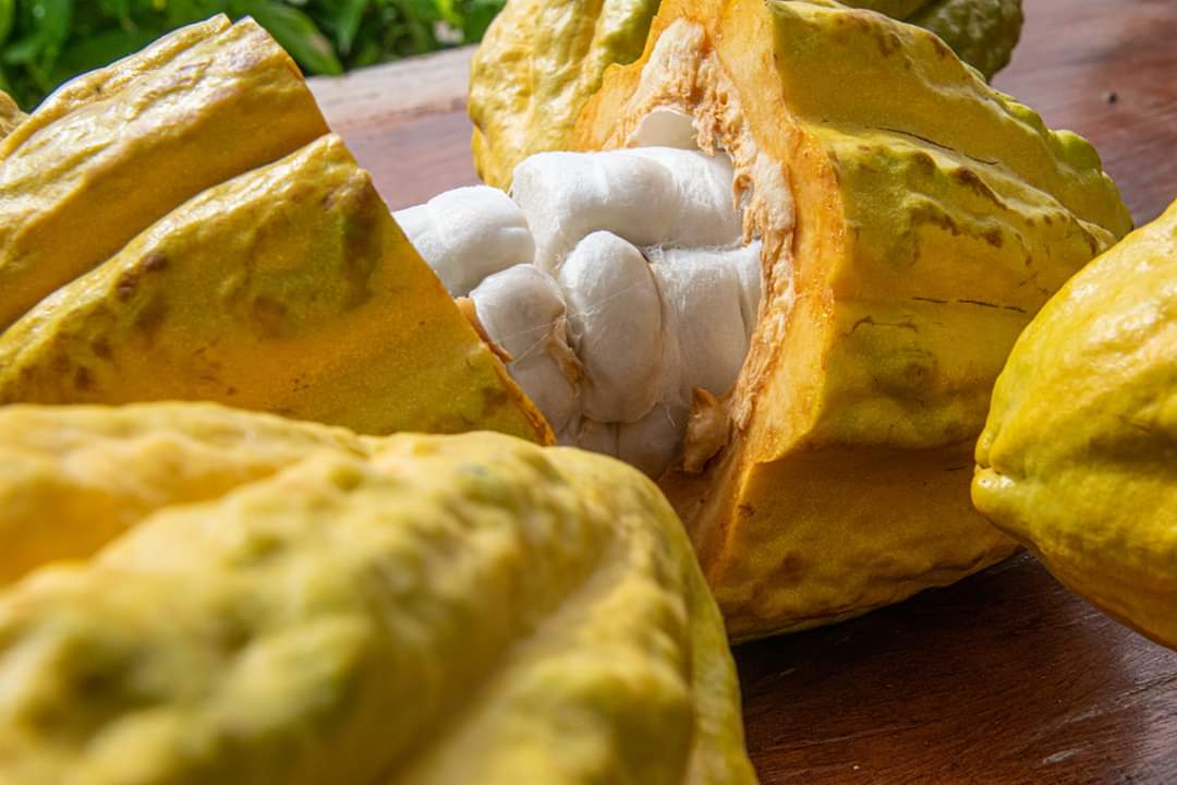 HcdaVictoria's tweet photo. A way of dealing with the Cacao Pod Husk waste menace is to process them into pectins. Pectins are versatile naturally occurring
polysaccharides with wide and innovative applications in the pharmaceutical, cosmetic, and food industries. https://t.co/nOMlB3vTtb