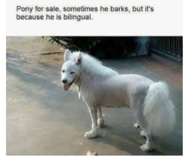 Bilingual pony for sale #Thursdayhumor