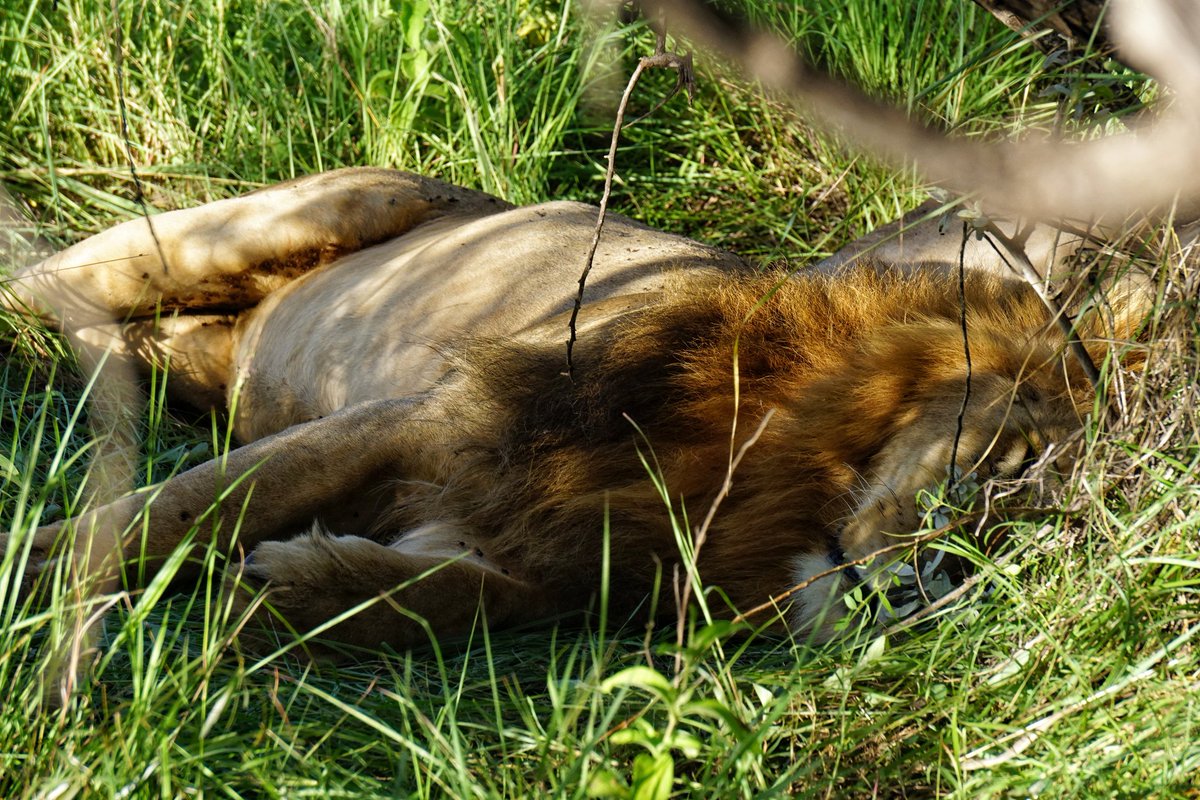 くんか ケニアの肉食動物シリーズ 日中は大体寝てます ライオン チーター ほぼ見えない ヒョウ クロコダイル 肉食獣はすごく少なくて 思ってたより平和な雰囲気 今回の動画 写真素材は旅行動画になるのか
