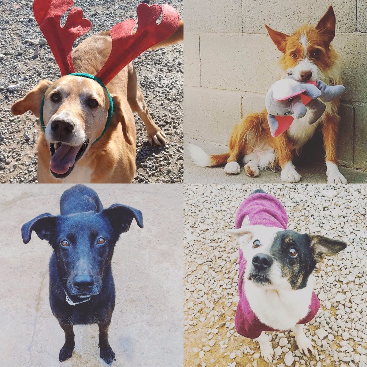 cc_urgell's tweet photo. Les festes de Nadal són una bona època per conscienciar la ciutadania de la tinença responsable d’animals i de les obligacions que comporta tenir animals a casa. A l’Urgell tenim la gossera comarcal, on us podeu adreçar. Per Nadal, millor adopta! #urgell #protectoratarrega https://t.co/J86VvyYdWd