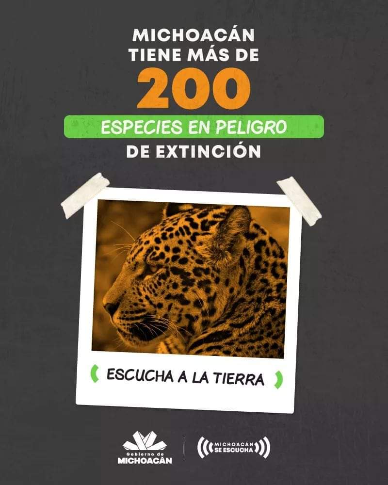 Educacion2_0's tweet photo. En nuestro estado viven muchas especies que se encuentran en peligro de extinción. 

En este 2020 inculquemos en nuestros hijos el deber de proteger y cuidar a los animales y el medio ambiente. #EscuchaLaTierra https://t.co/m7UYXRZ16l
