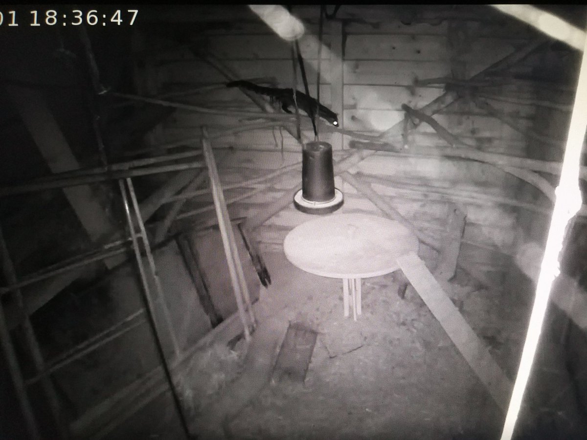 Nerearrien's tweet image. Bitartean, gure oilategian...
Katajineta
#foscam