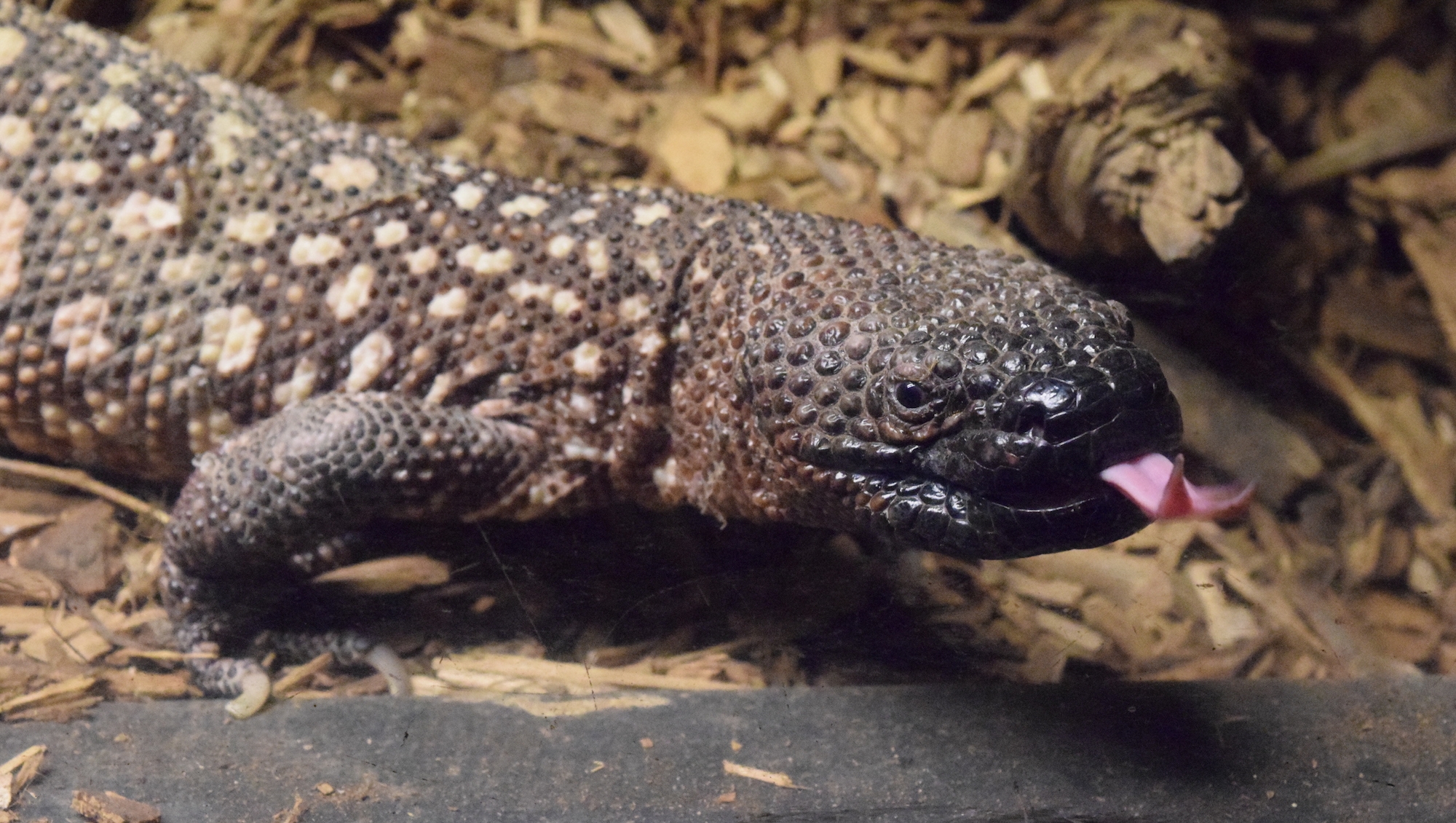 Reptile Gardens on Twitter "NationalScienceFictionDay is a great day