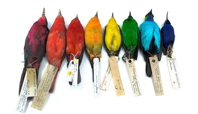 NHM_CitSci's tweet photo. Today is #nationalbirdday! If it's too dark or cold to go bird-watching you could help out @NHM_London & @MacrobirdEvol with bird colour science at #projectplumage https://t.co/leLa0E9qWG https://t.co/1ET0M1NgRb