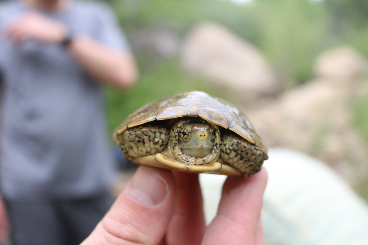 Exciting 2020 update: our Twitter account is moving! Follow us <a href="/USFWS_PSW/">Archived: USFWS Pacific Southwest Region</a> for news about our conservation work and more!

📷Juvenile western pond turtle by Hazel Rodriguez/USFWS #wildlife #conservation