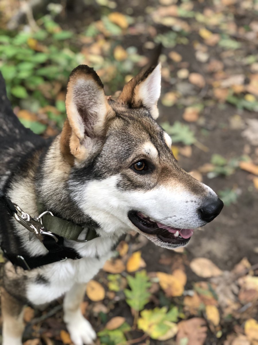 Remember me?  I'm Caesar. I'm smiling because I've been ADOPTED! I'm an @AdorableHuskies who started life on the streets in Russia. Now I get to run around cranberry bogs in Massachusetts.  Life is great! @HereBeHuskies #AdoptDontShop