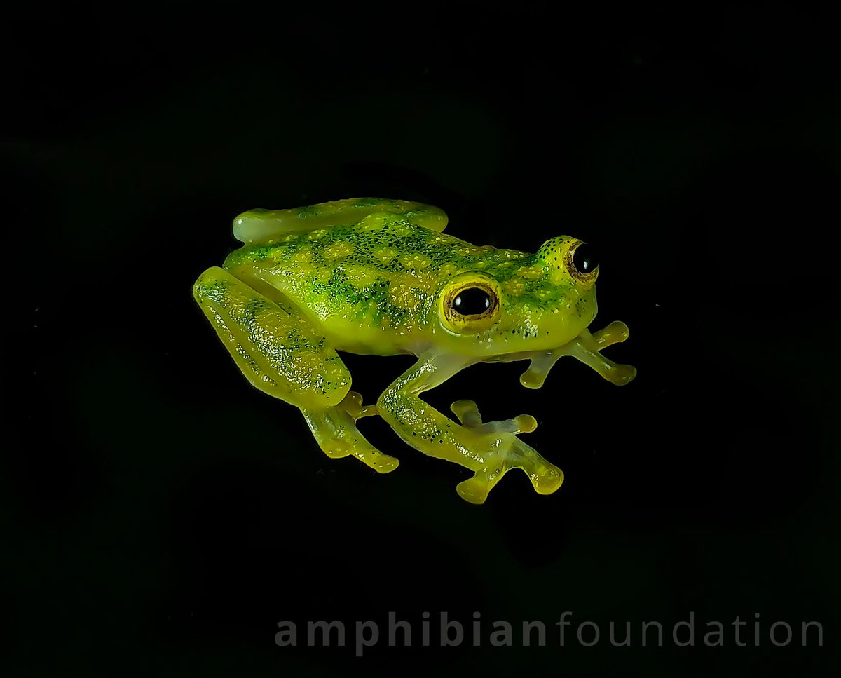 markmandica's tweet photo. An adorable #GlassFrog

𝑯𝒚𝒂𝒍𝒊𝒏𝒐𝒃𝒂𝒕𝒓𝒂𝒄𝒉𝒊𝒖𝒎 𝒗𝒂𝒍𝒆𝒓𝒐𝒊

Writing out the genus in 12 point type is longer than a lot of the actual frogs in this genus :)

#AmphibiousAF #AmphibianFound #FrogsNeedOurHelp https://t.co/DBYEF0sNyj